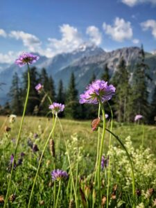 Sommerwiese Falein
