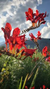 rote Blumen